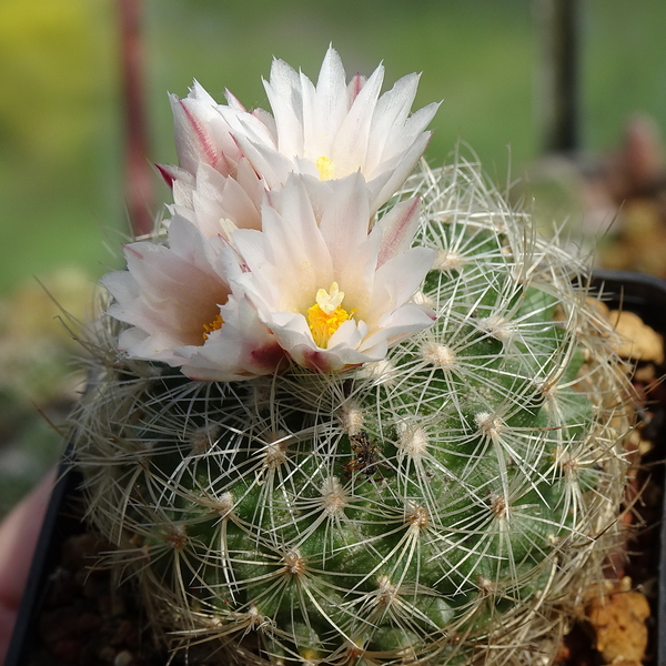 DSC02771Gymnocactus knuthianus