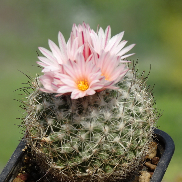 DSC02772Gymnocactus saueri ssp. saueri