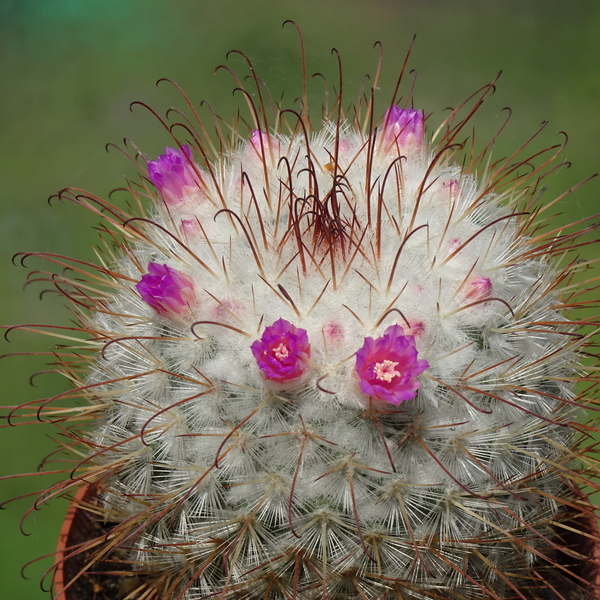 DSC02775Mammillaria bombycina