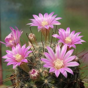 DSC02777Mammillaria longiflora