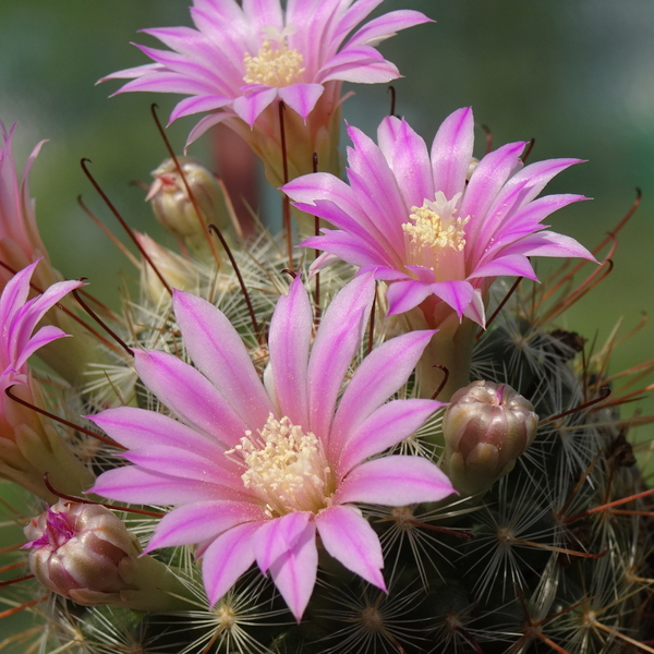 DSC02778Mammillaria longiflora