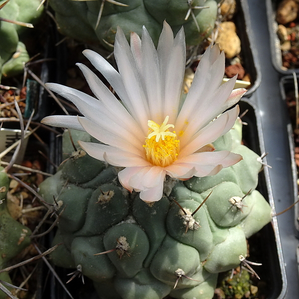 DSC02790Thelocactus rinconensis v. phymatothele