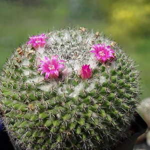 DSC02794Mammillaria bachmannii