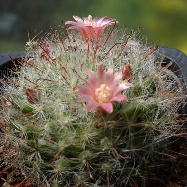 DSC02796Mammillaria erythrosperma