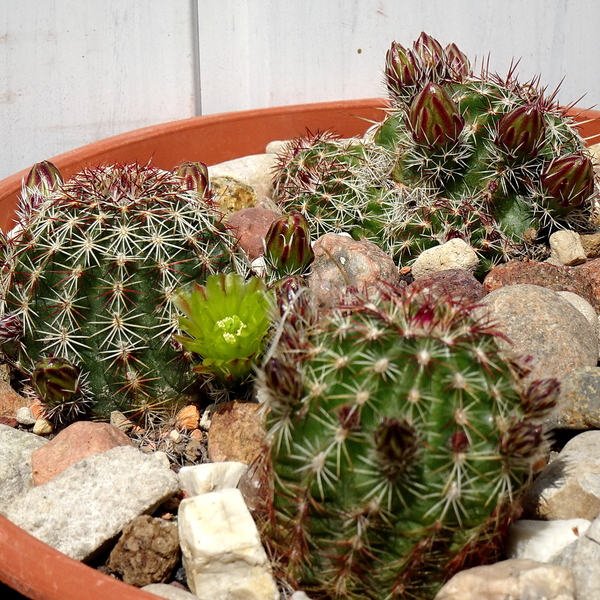 DSC02811Echinocereus viridiflorus