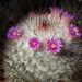 DSC02870Mammillaria bombycina