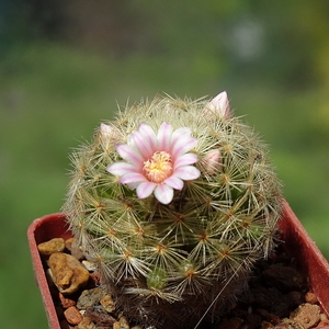 DSC02873Mammillaria giselae