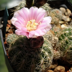 DSC02897Gymnocalycium bruchii ssp. brigitte