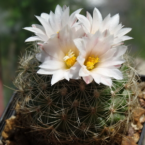 DSC02898Gymnocactus knuthianus