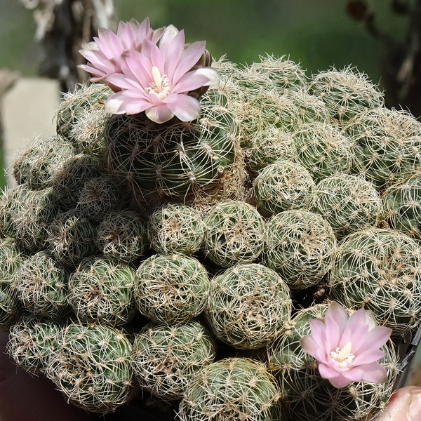 DSC02905Gymnocalycium bruchii ssp. albispinum