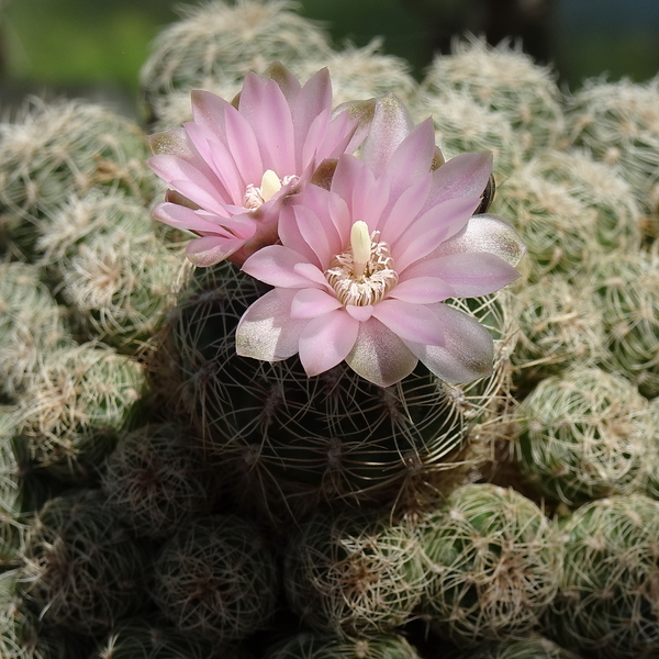 DSC02906Gymnocalycium bruchii ssp. albispinum