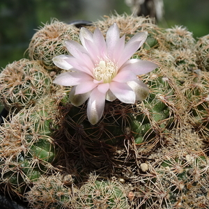 DSC02908Gymnocalycium bruchii ssp. niveum LF90