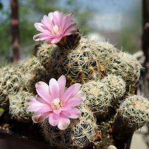 DSC02909Gymnocalycium bruchii ssp. niveum LF90