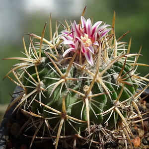 DSC02911Stenocactus heteracanthus