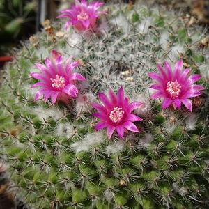 DSC02912Mammillaria bachmannii