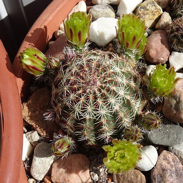 DSC02936Echinocereus viridiflorus