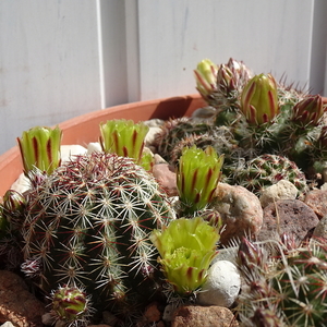 DSC02937Echinocereus viridiflorus