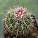 DSC02946Stenocactus heteracanthus