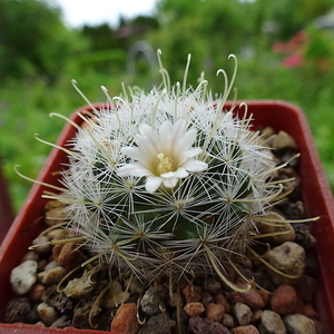 DSC02950Mammillaria nazanensis GM