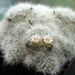 DSC02952Mammillaria glassii