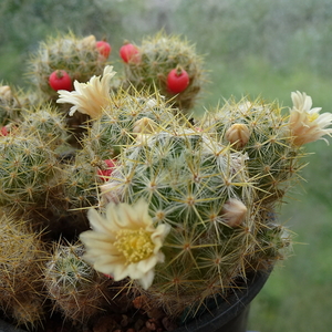 DSC02953Mammillaria prolifera