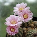 DSC02955Gymnocalycium bruchii ssp. brigitte