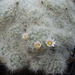 DSC02981Mammillaria glassii