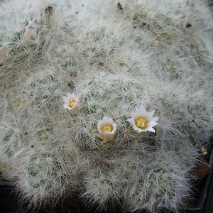 DSC02981Mammillaria glassii