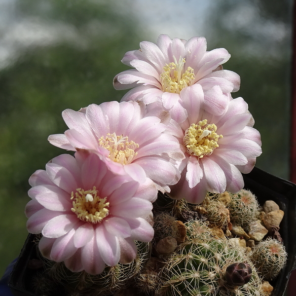 DSC02987Gymnocalycium bruchii ssp. brigitte