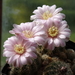 DSC02988Gymnocalycium bruchii ssp. brigitte