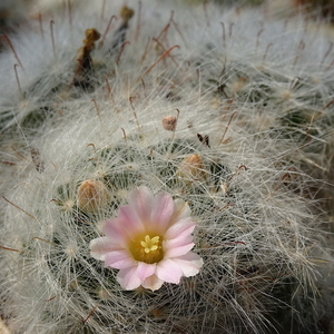 DSC03025Mammillaria glassii ssp.ascensionis v. nominis-dulcis