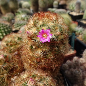 DSC03030Mammillaria carmenae rubrispina