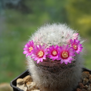 DSC03031Mammillaria laui Lau1171