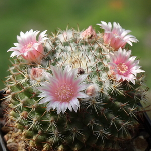 DSC03036Mammillaria formosa