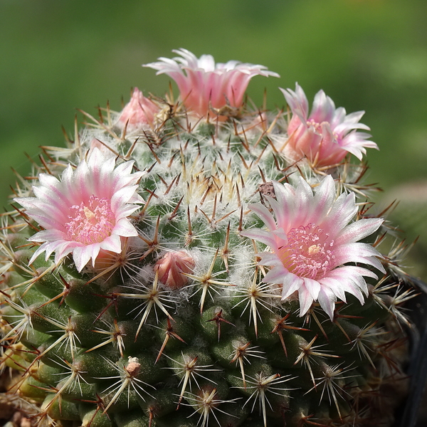 DSC03037Mammillaria formosa