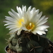 DSC03044Thelocactus hexaedrophorus v. droegeanus