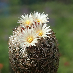 DSC03105Coryphantha potosina GM 722