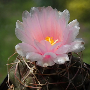 DSC03106Thelocactus lloydii v. roseiflorus