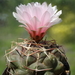 DSC03107Thelocactus lloydii v. roseiflorus