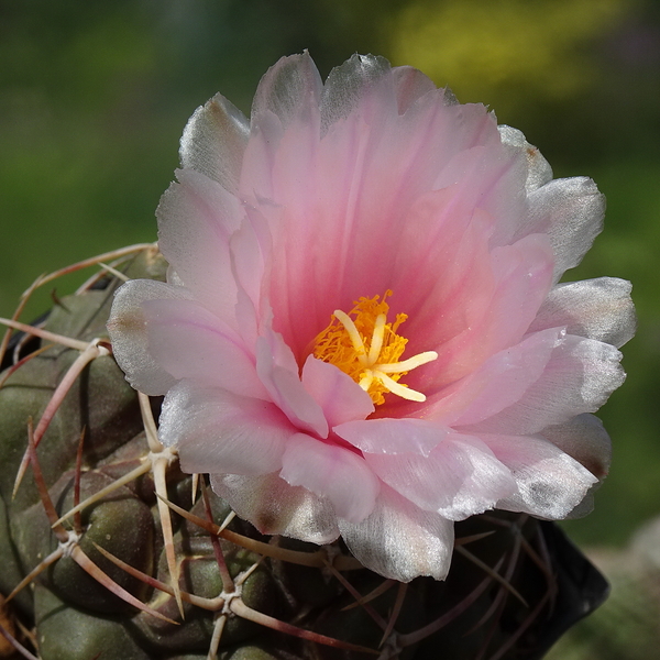 DSC03108Thelocactus lloydii v. roseiflorus