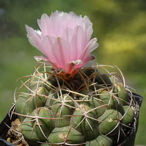 DSC03110Thelocactus sp. Rio Verde JDD