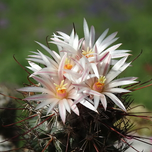 DSC03111Coryphantha ancistracantha