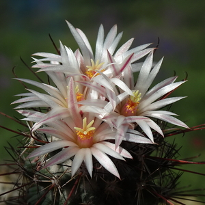 DSC03112Coryphantha ancistracantha