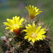 DSC03117Weingartia neumanniana