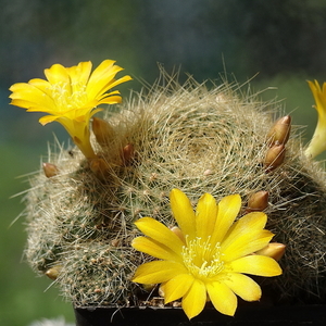 DSC03119Rebutia marsoneri