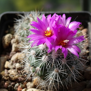 DSC03121Rapicactus beguinii GM132