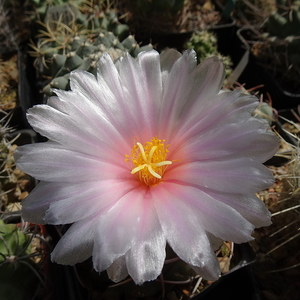 DSC03132Thelocactus lloydii v. roseiflorus