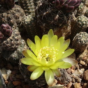 DSC03158Gymnocalycium andreae v. doppianum P 378