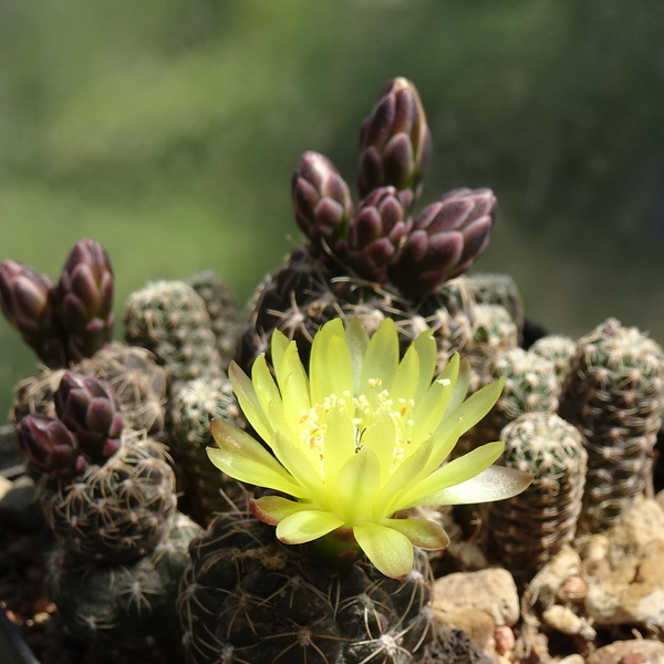 DSC03159Gymnocalycium andreae v. doppianum P 378