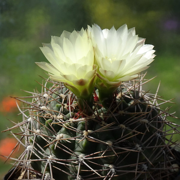 DSC03161Gymnocalycium schatzlianum